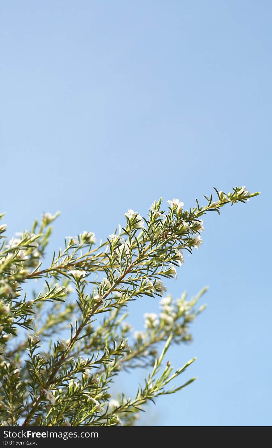 Beautiful green and white flowers on bright blue sky background. Shallow depth of field