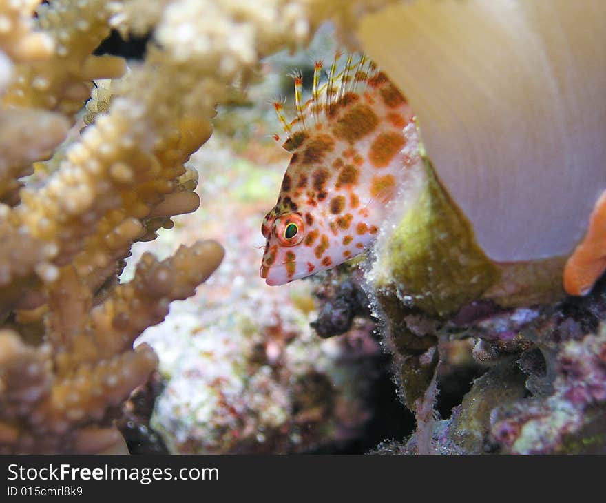 Red and white spotted fish between corals. Red and white spotted fish between corals