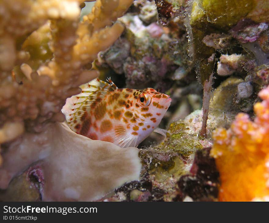 Red and white spotted fish between corals. Red and white spotted fish between corals