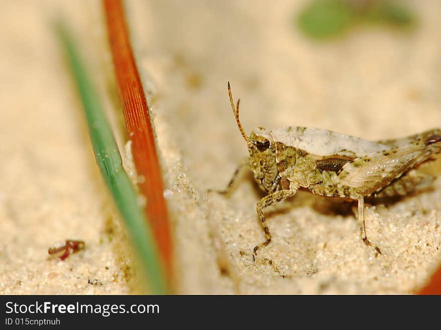 Locust eating in my garden