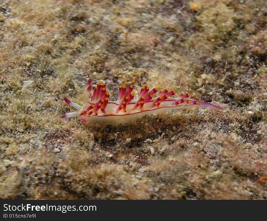 Nudibrach sea slag