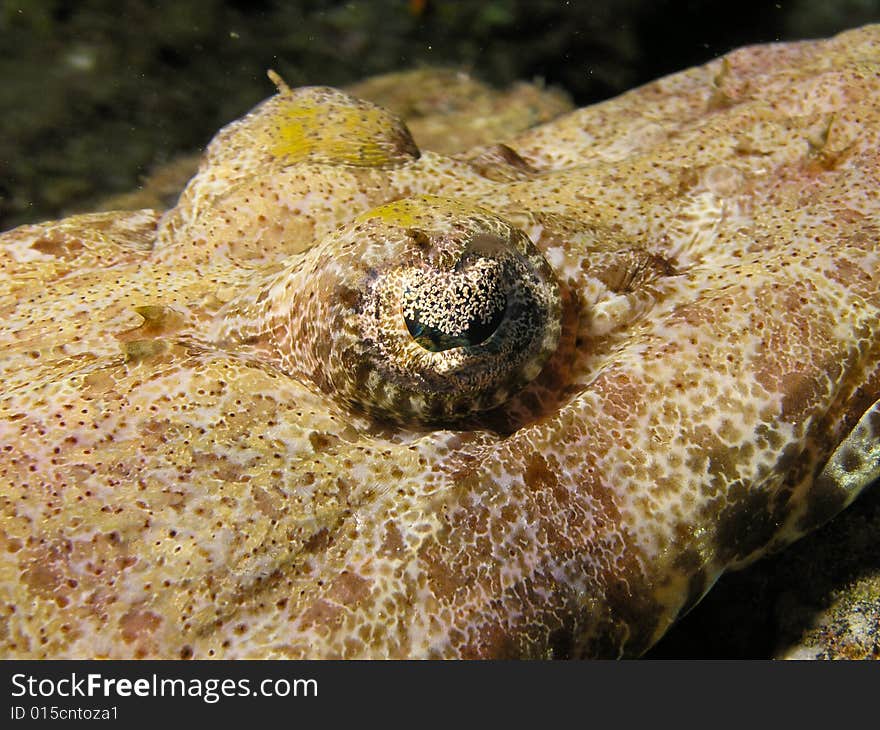 Head of Crocodile fish, Red Sea