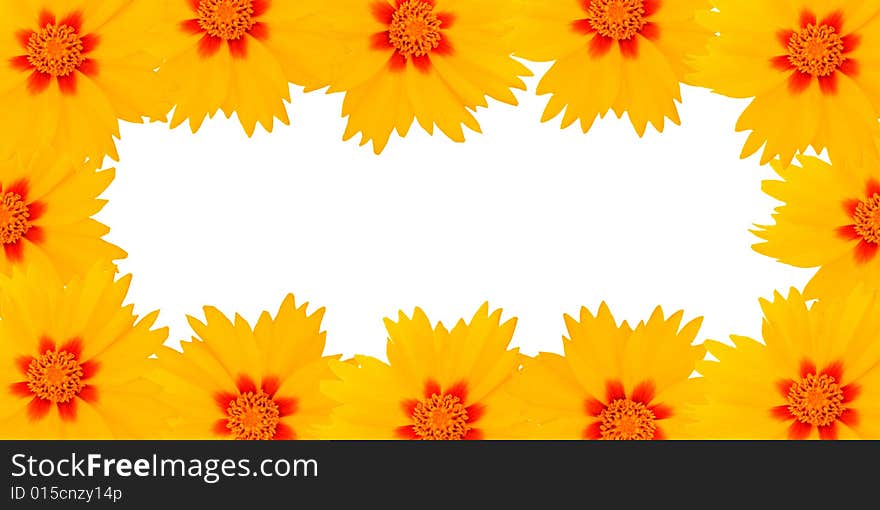 Frame from flowers on white background