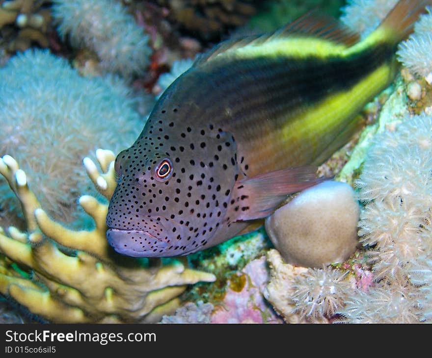 Guarding Fish Portrait