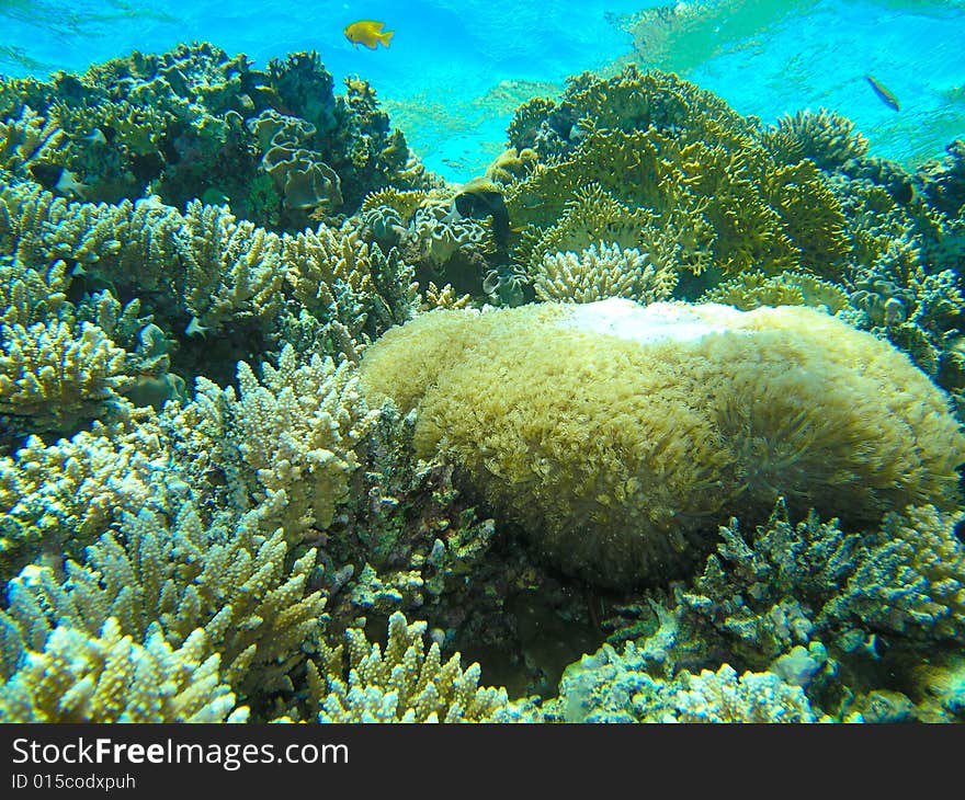 Shallow water reef, Jackson Reef, Tiran Island, Red Sea. Shallow water reef, Jackson Reef, Tiran Island, Red Sea