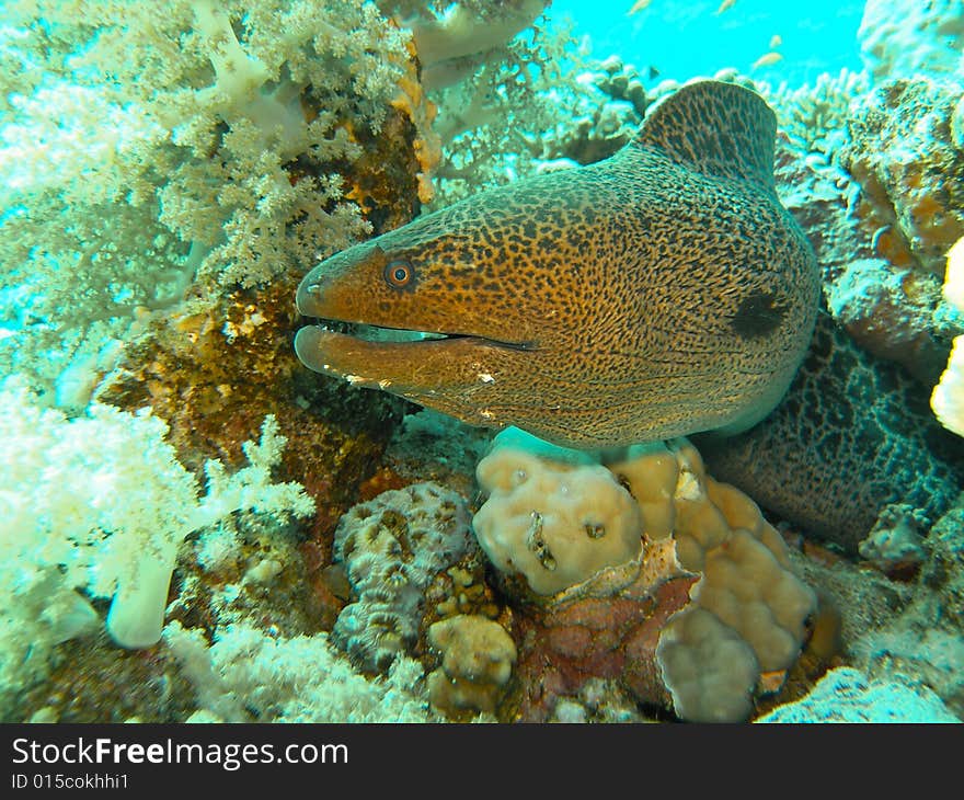 Giant Morey eel hiding inside the coral,. Giant Morey eel hiding inside the coral,