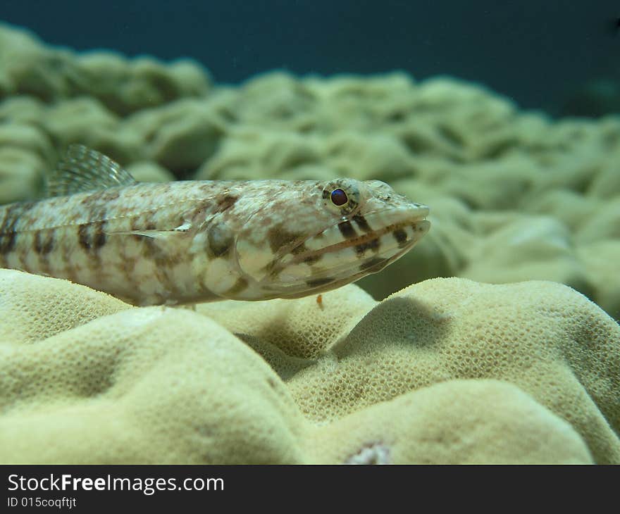 Lazard fish on top of mountain hard coral