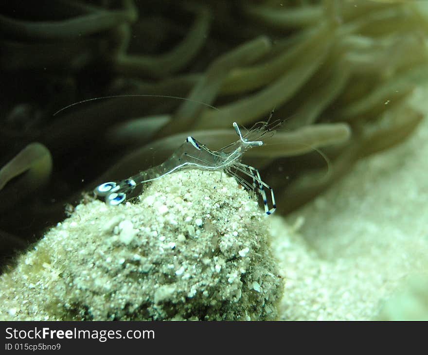 Transparent cleaning shrimp , Ras Mohammed National Park , Sinai, Egypt