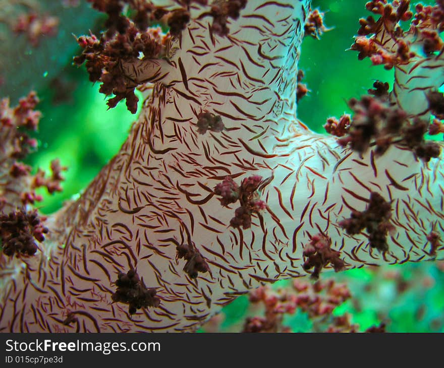 Reddish Soft coral branch, close up photo