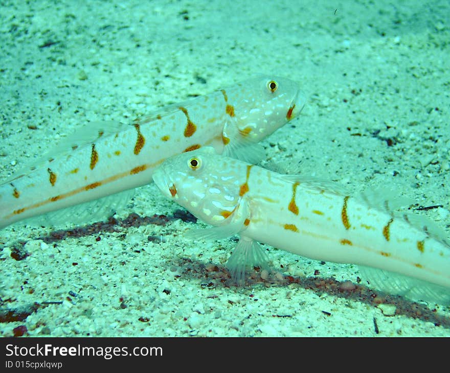 Orange stripped fish, Ras Mohammed National Park , Sinai, Egypt. Orange stripped fish, Ras Mohammed National Park , Sinai, Egypt