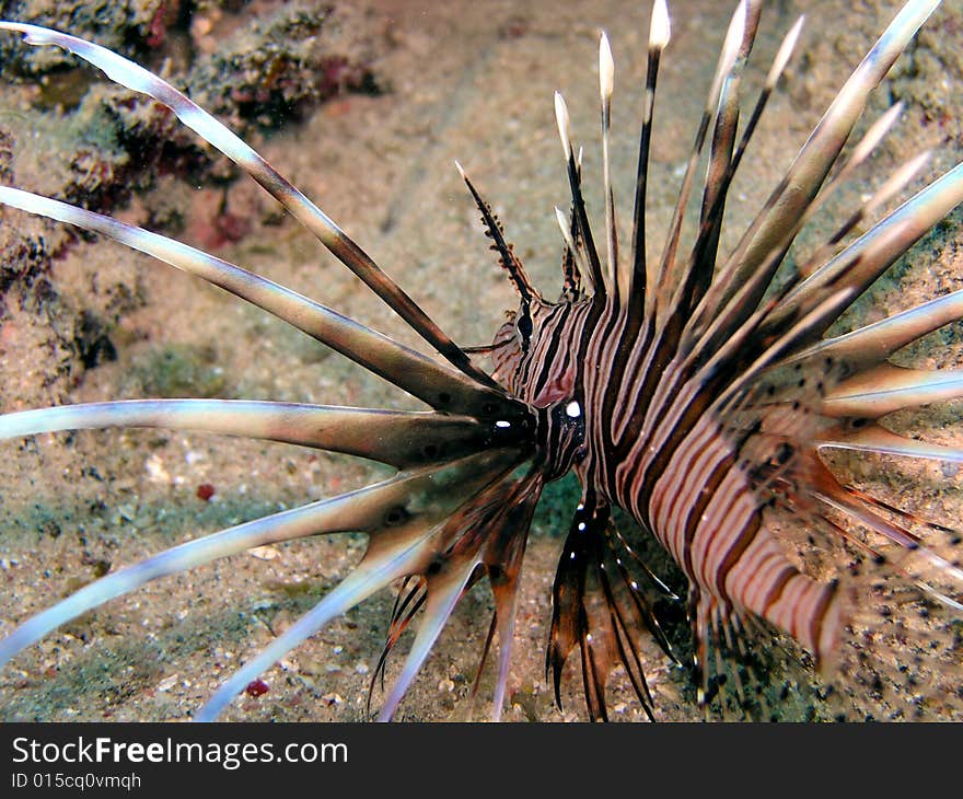 Lion fish, Red Sea, Egypt