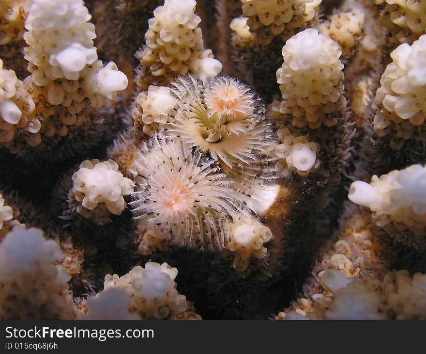 Christmas tree warm inside hard coral - latin: Spirobranchus giganteus. Christmas tree warm inside hard coral - latin: Spirobranchus giganteus