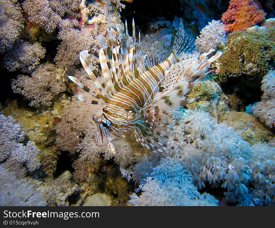 Lion fish, Red Sea, Egypt