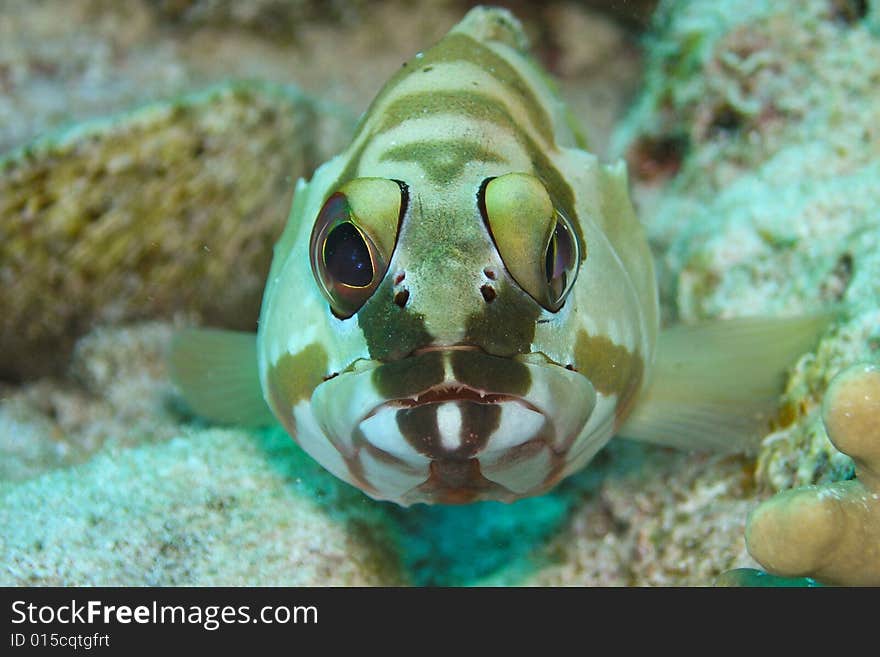 Black Tip Grouper, Ras Mohammed National Park , Sinai, Egypt