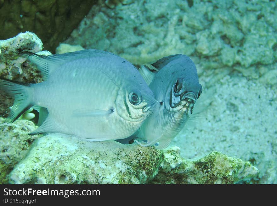 Two mating fish, laying eggs  Ras Mohammed National Park , Sinai, Egypt