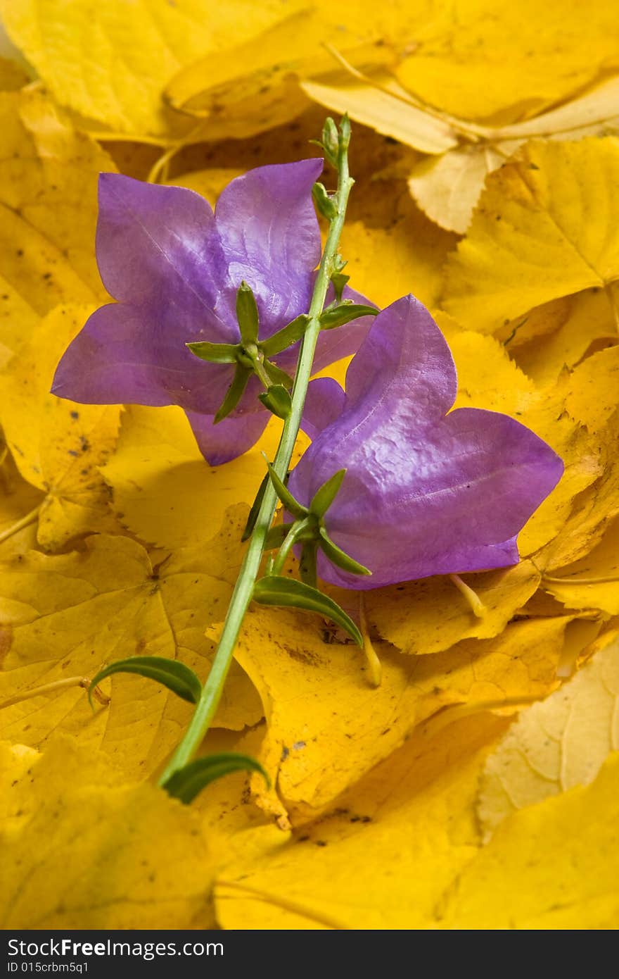 Autumn Bluebells