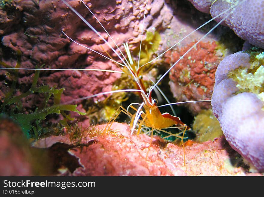 Stripped Shrimp - close up photo. Stripped Shrimp - close up photo