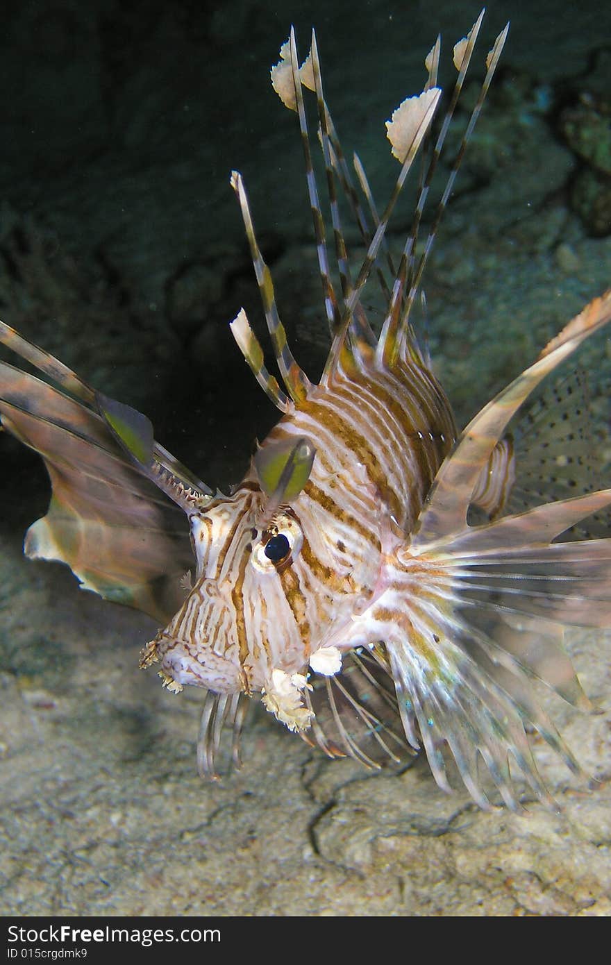 Lion Fish During Night Dive