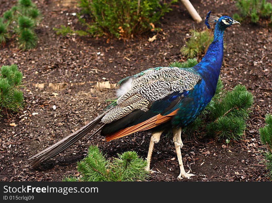 A male peacock walking through a park