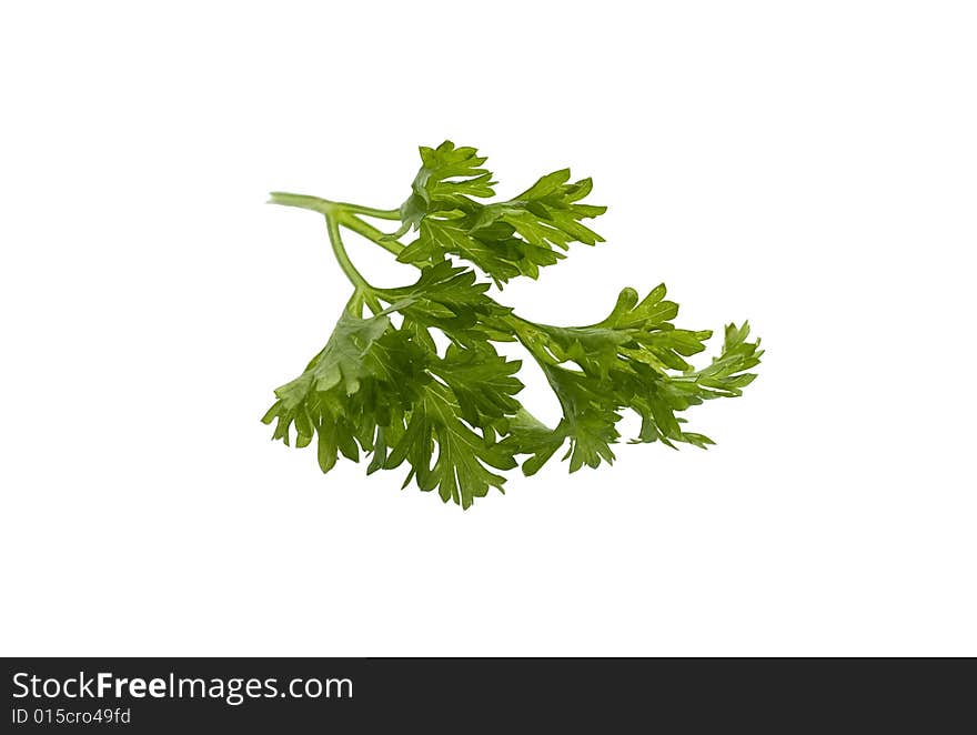 Leaf of parsley on a white bakground