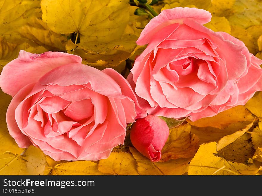 Pink roses on a background of yellow leafs. Pink roses on a background of yellow leafs