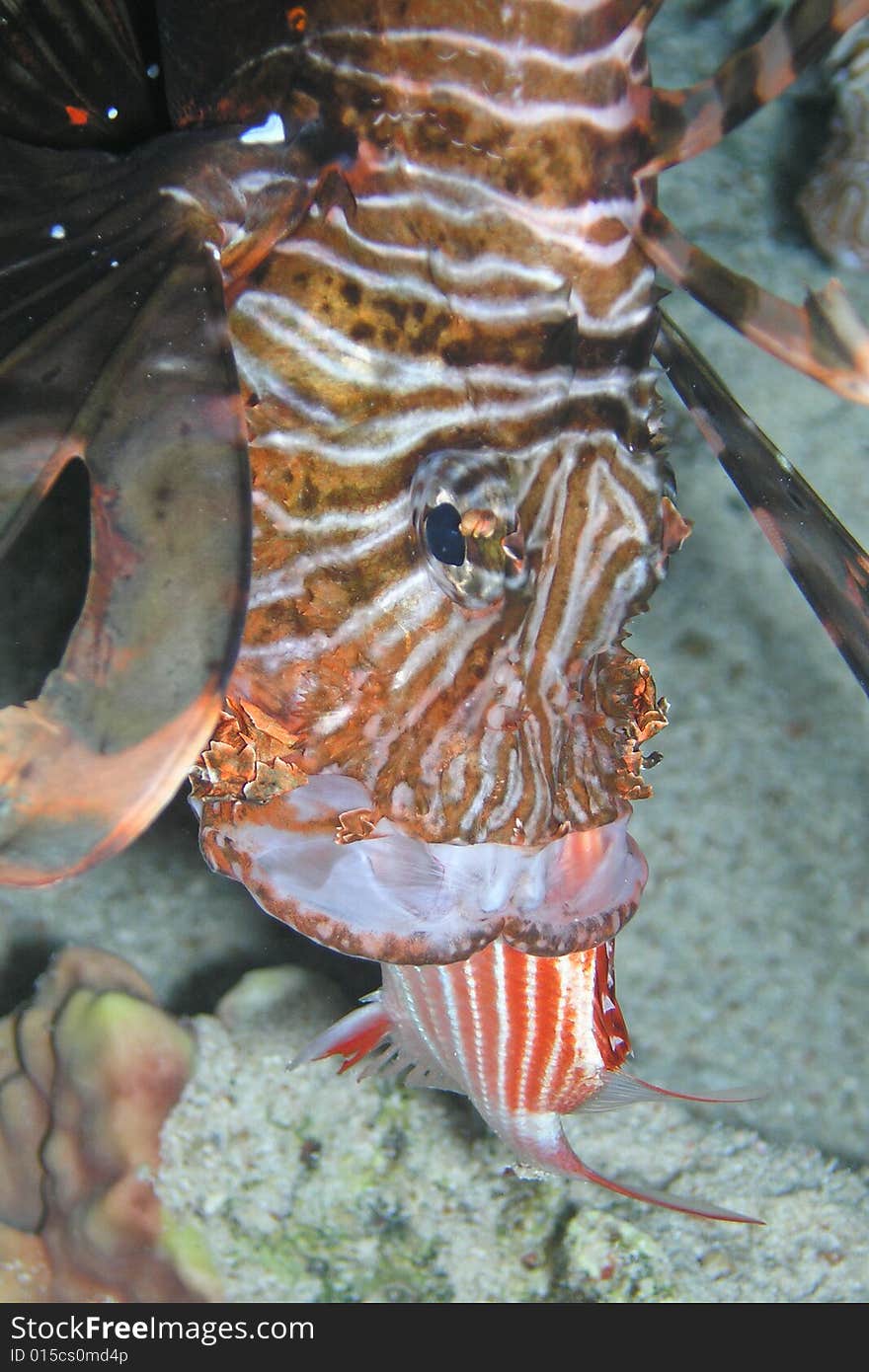 Lion fish during supper - caught fish, night dive, , Red Sea, Egypt. Lion fish during supper - caught fish, night dive, , Red Sea, Egypt