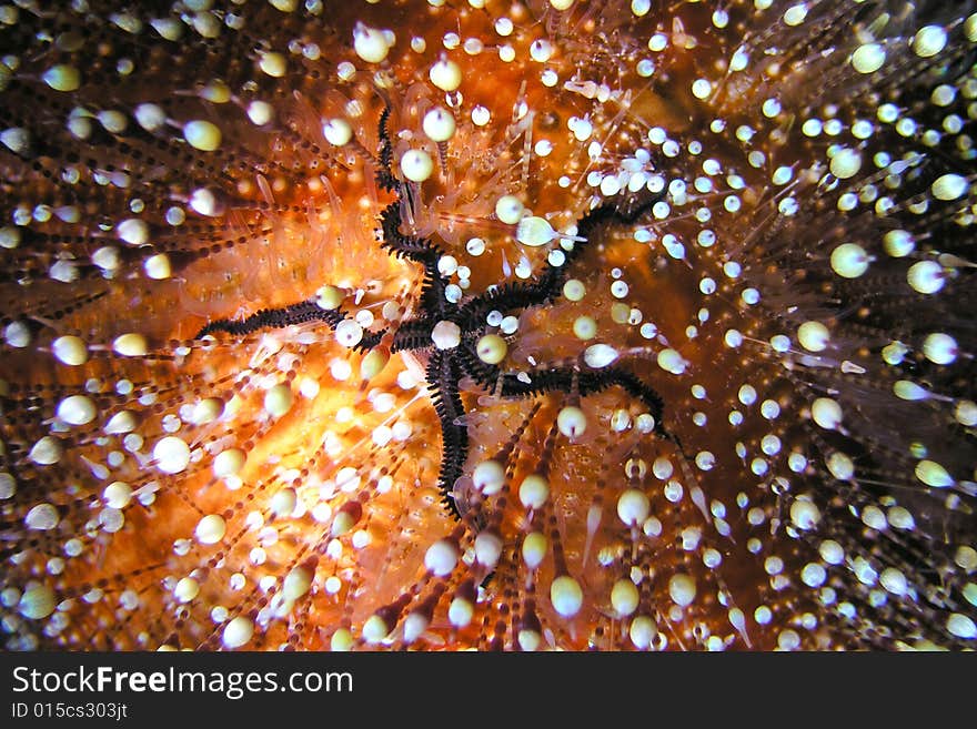 Toxic sea urchin with victim - close up photo