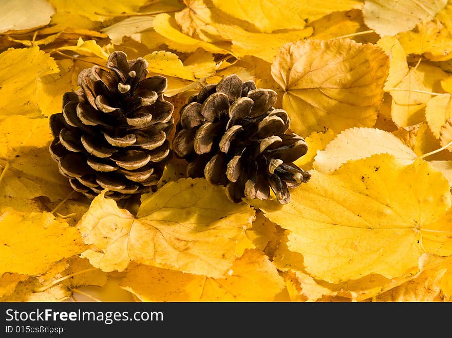 Autumn pine cones