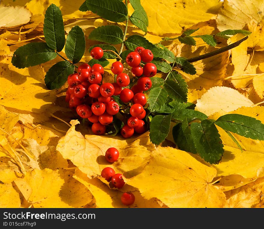 Bright bunch of ashberry on a yellow leaf background