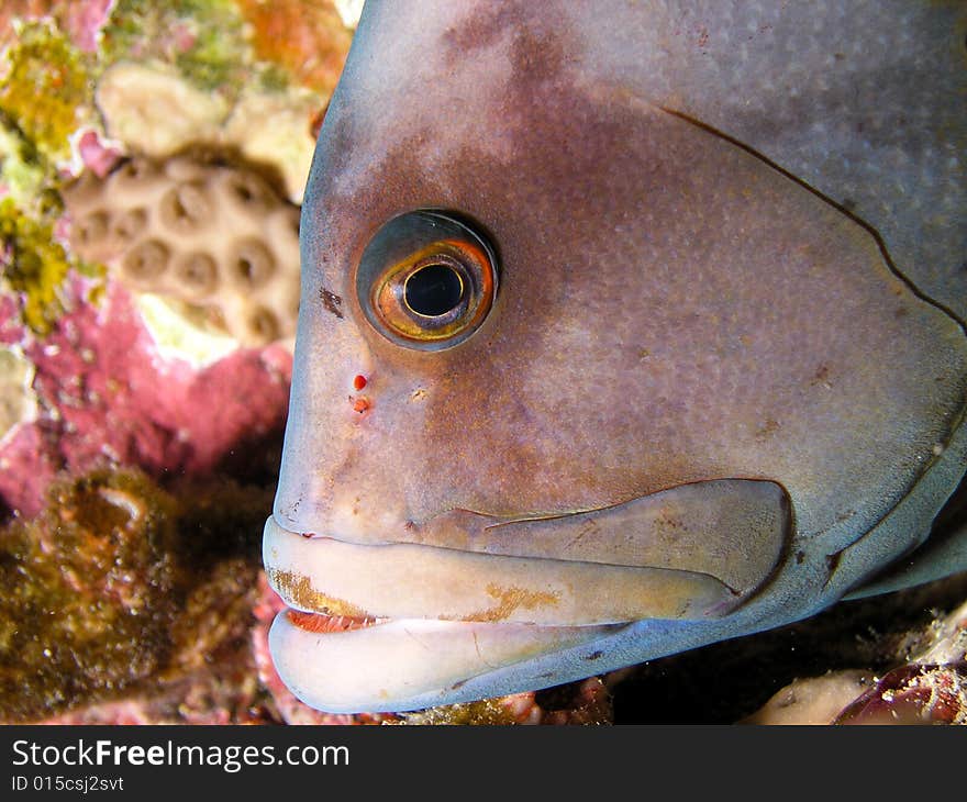 Black Grouper, Ras Mohammed National Park , Sinai, Egypt