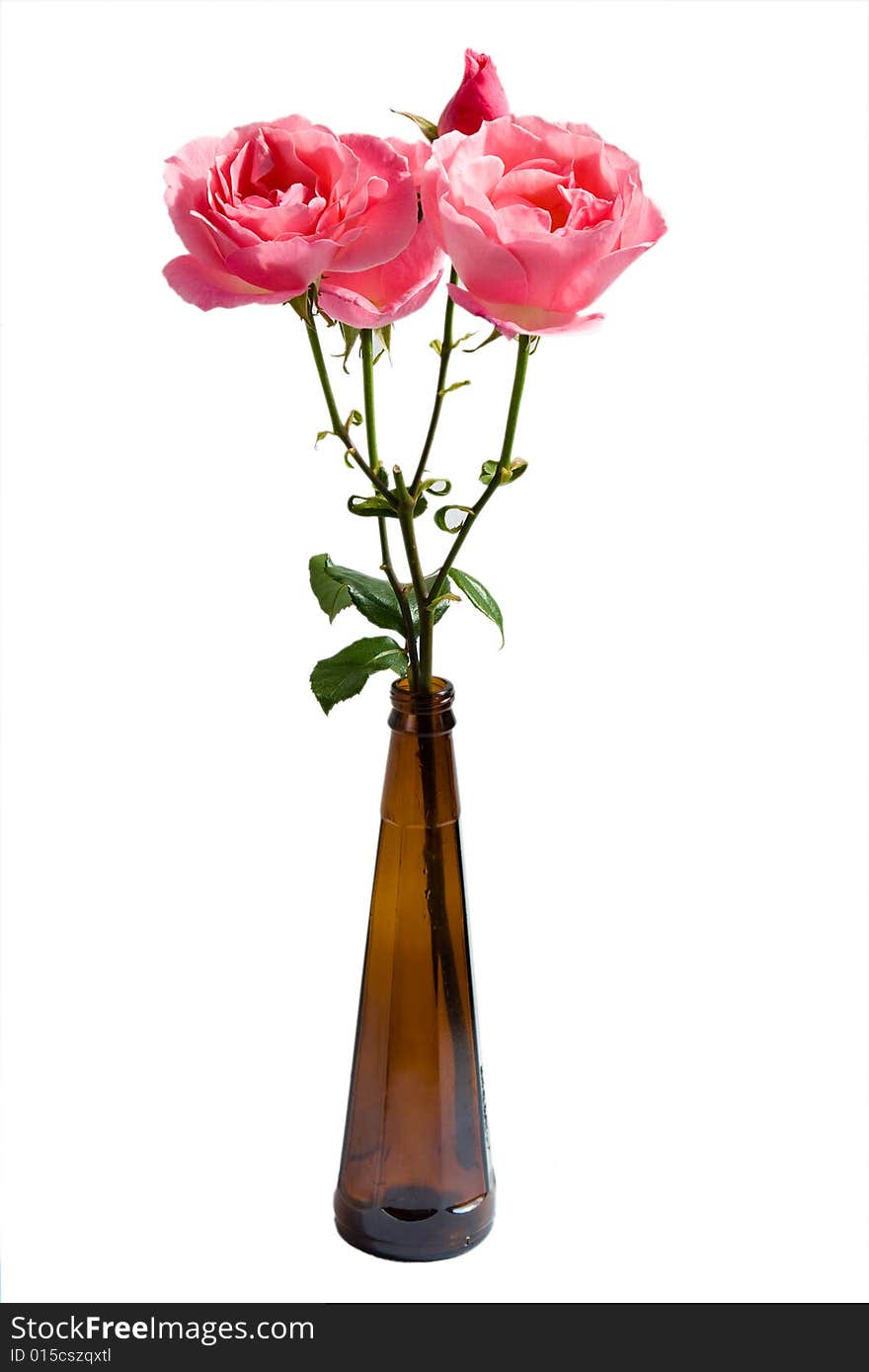 Isolated pink roses in a brown bottle. Isolated pink roses in a brown bottle