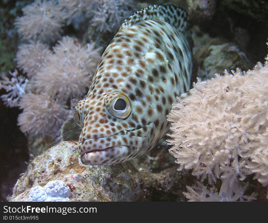 Grouper, Ras Mohammed National Park , Sinai, Egypt