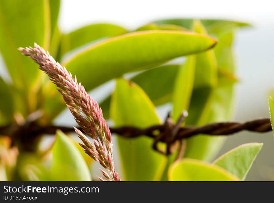 Background plants and barbed wire in the background