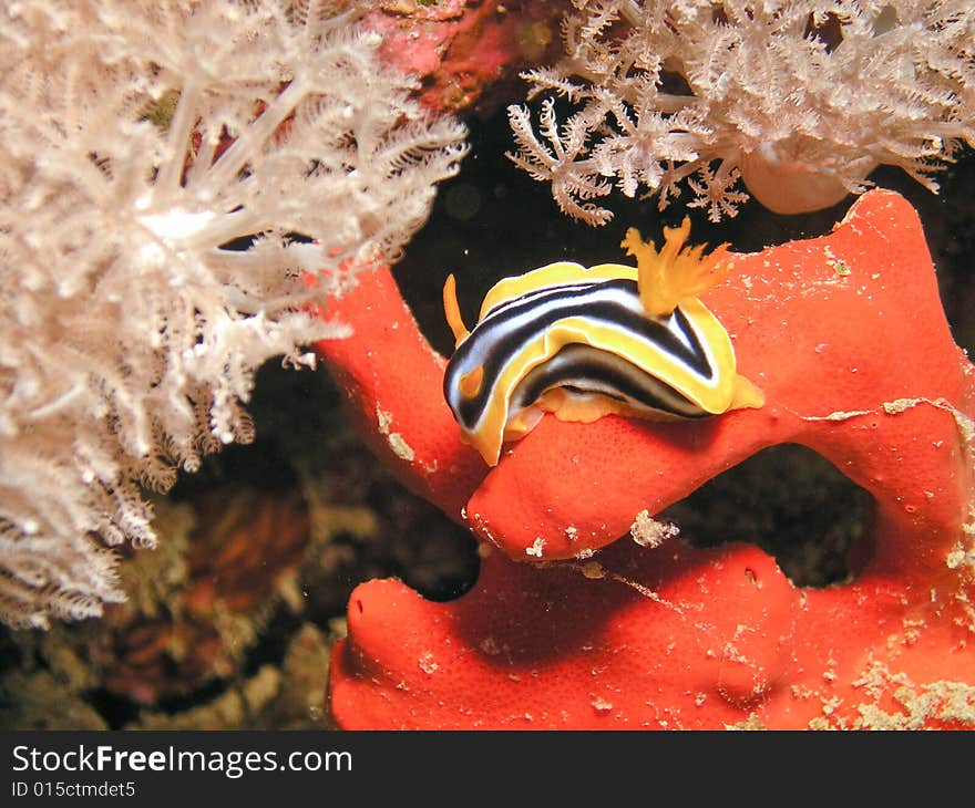 Sea Slug eating red sponge