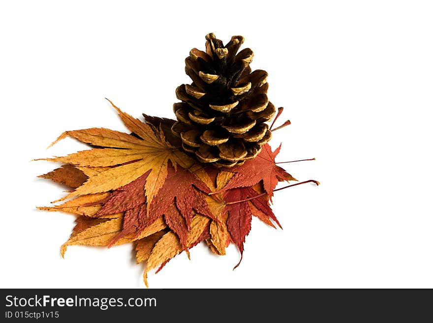 Isolated pine cone and autumn maple leafs. Isolated pine cone and autumn maple leafs