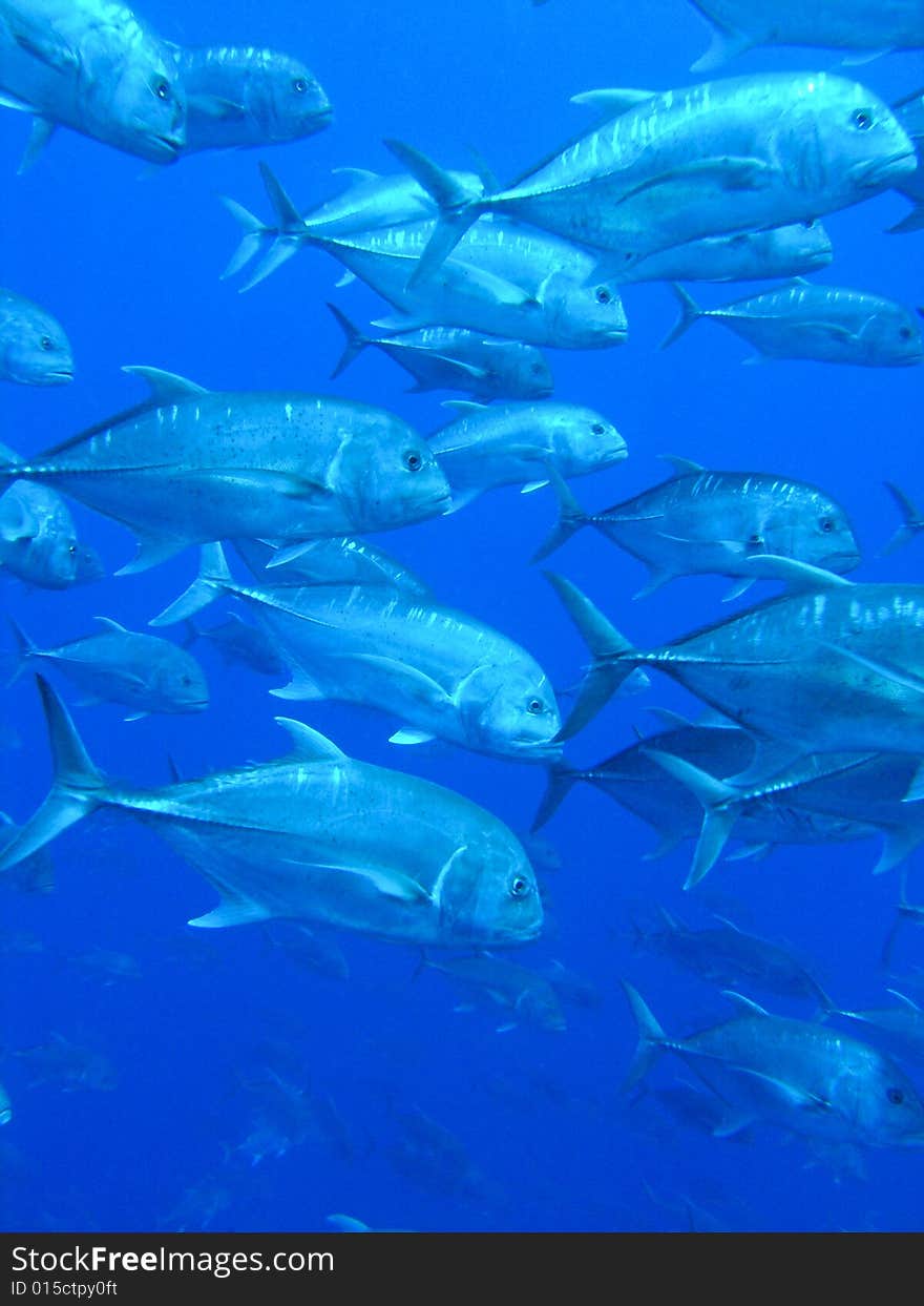 Giant Trevally , Ras Mohammed National Park , Sinai, Egypt. Giant Trevally , Ras Mohammed National Park , Sinai, Egypt