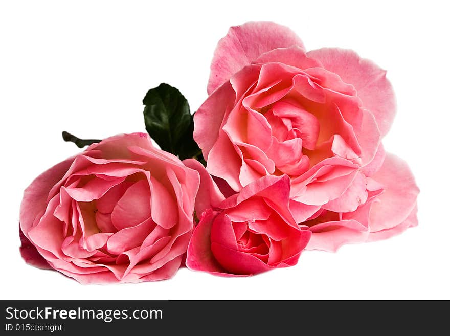 Fresh pink roses on white background. Fresh pink roses on white background