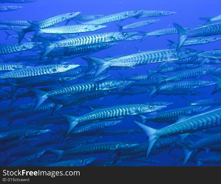 Group of Barracudas, Sinai, Egypt