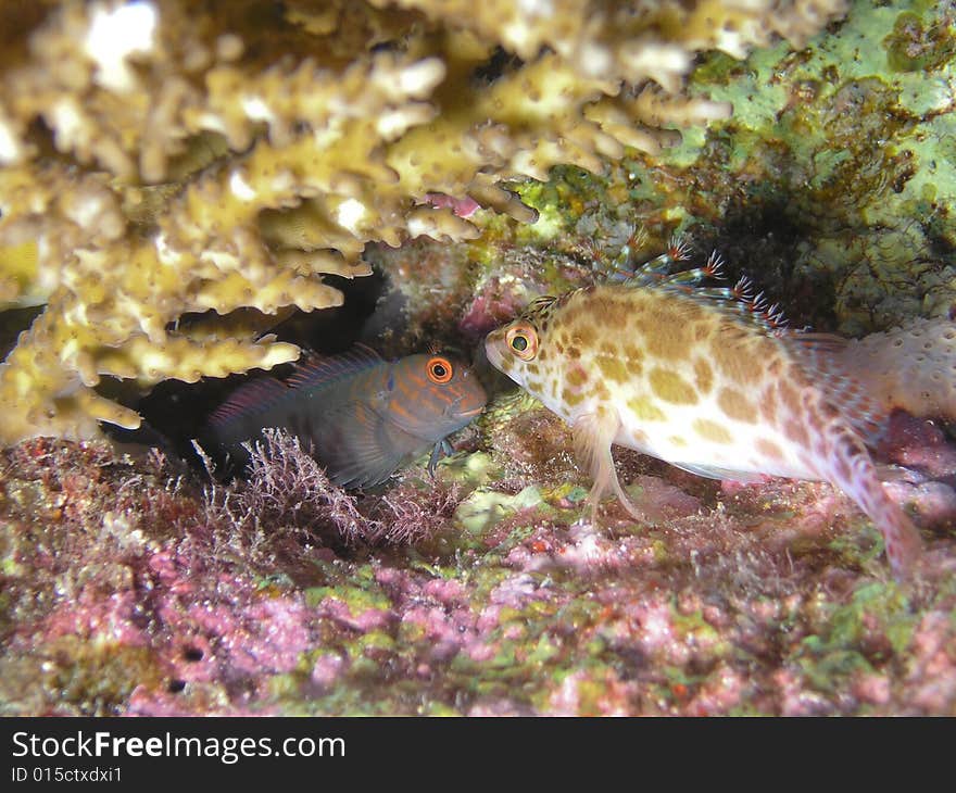 Two fish face to face, Sinai, Egypt