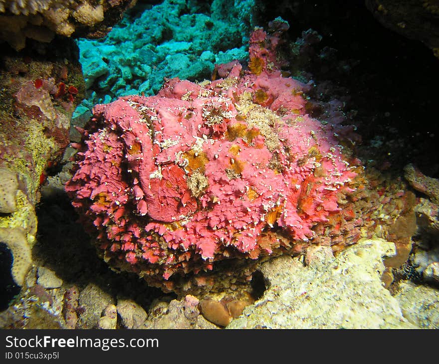 Deadly poisoning Reddish Stone fish. Deadly poisoning Reddish Stone fish