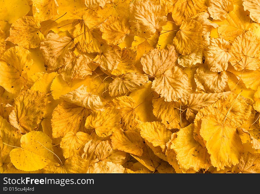 Background from yellow autumn leafs. Background from yellow autumn leafs