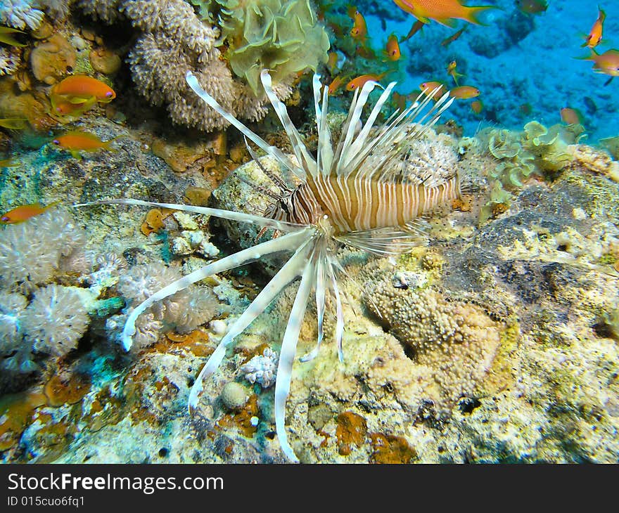 Lion fish, Red Sea, Egypt