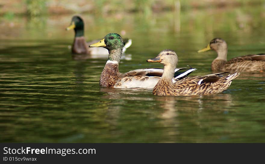 Four Ducks