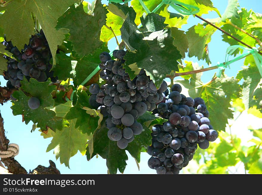 Green grapevine in a vineyard