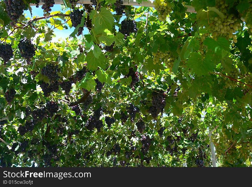 Red grapevine in a vineyard