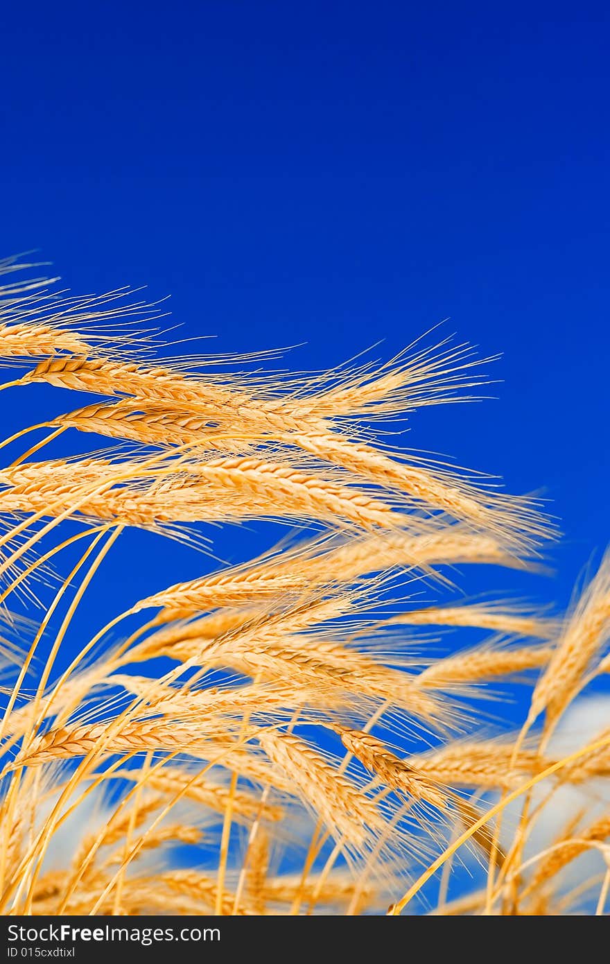 Golden wheat in the blue sky background