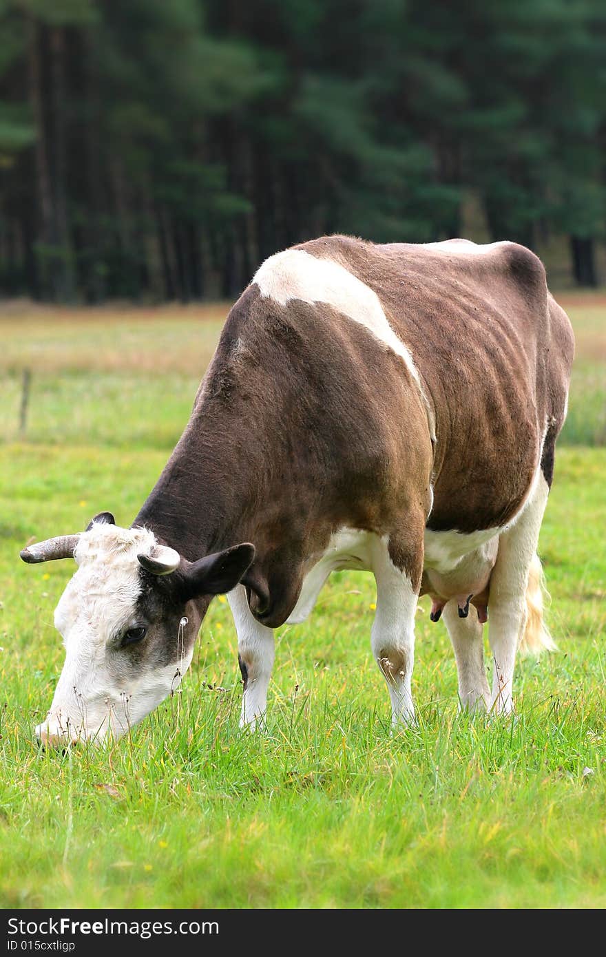 The roan grazes on the meadow. The roan grazes on the meadow