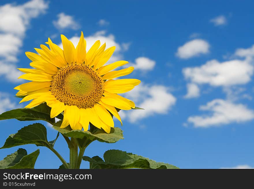 Amazing sunflower and blue sky background