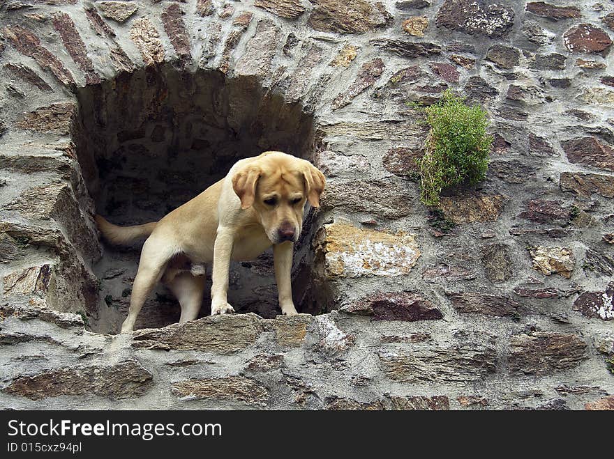 Portrait of gold labrador retriever