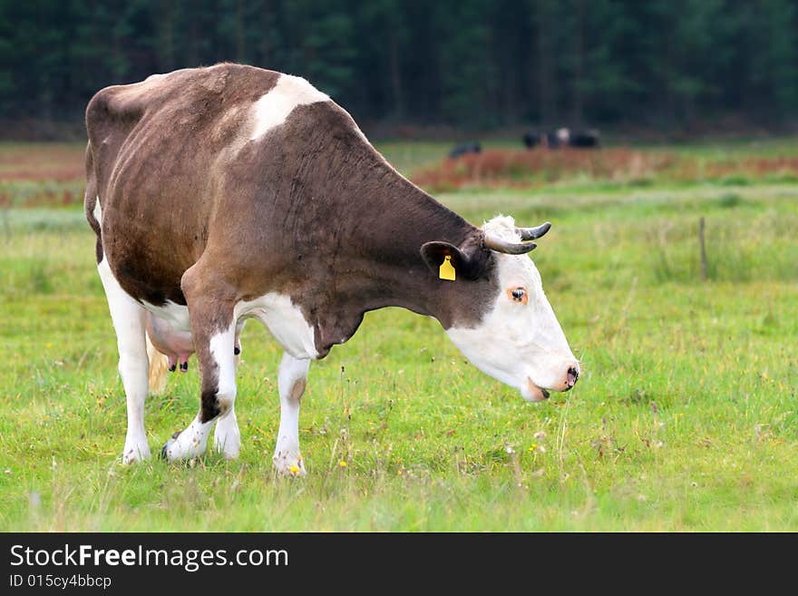 Cow On The Meadow